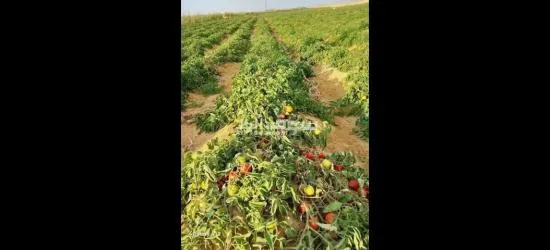 اشتري قطعه ارض 5 فدان بموقع استراتيجي كاملا المرافق وكامل الخدمات بسعر خيالي - 10