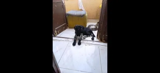 اكتوبر السادس - 2