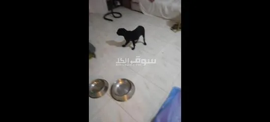 اكتوبر السادس - 4