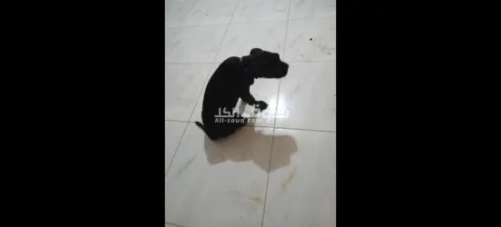 اكتوبر السادس - 6