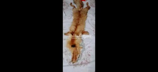 للبيع فرو الثعلب الاصلي