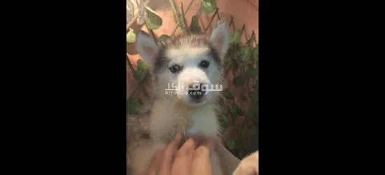 جرو هاسكي بيور للبيع