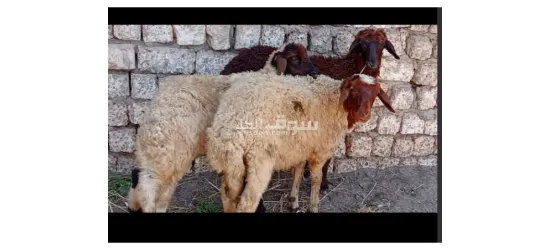 الاغنام عندي جميله جدا تربية بيت