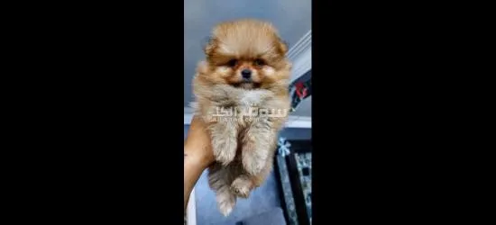 pomarian puppy