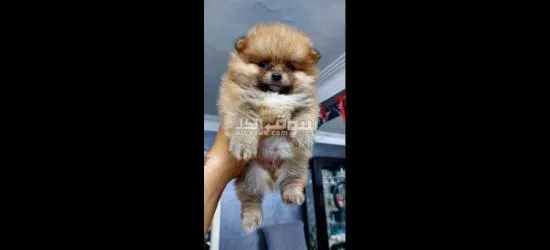 pomarian puppy - 2