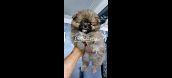 pomarian puppy - 3