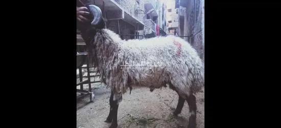 المعادي شارع10أ