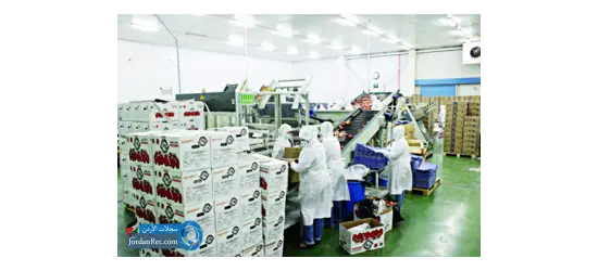 عمال مصنع توابل بصل