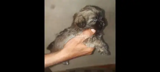 بيكنواه نتايه