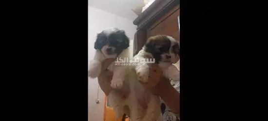 ام محمد - 2