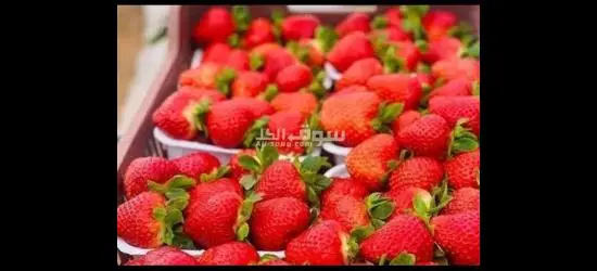 مطلوب عمال في مصنع فراوله