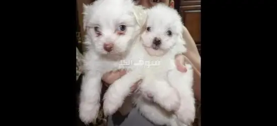 كاتبة وجراويها