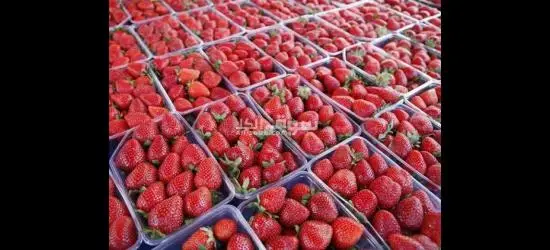 مطلوب للعمل فى مصنع فراوله