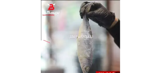عمال لمصنع اسماك