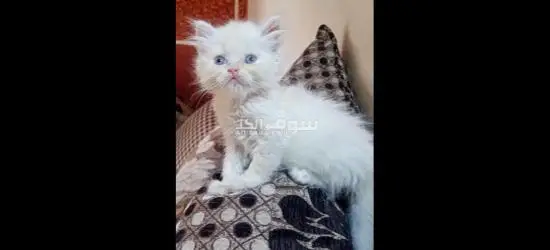 كرموز الاسكندريه