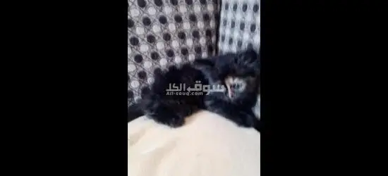 كرموز الاسكندريه - 3