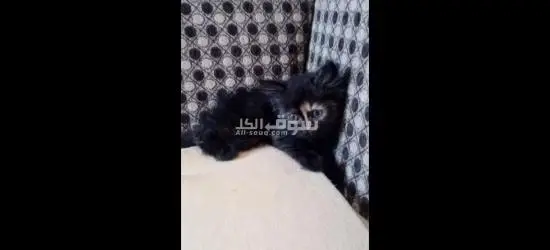 كرموز الاسكندريه - 4