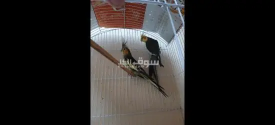 جوز كوكتيل حبشي للبيع